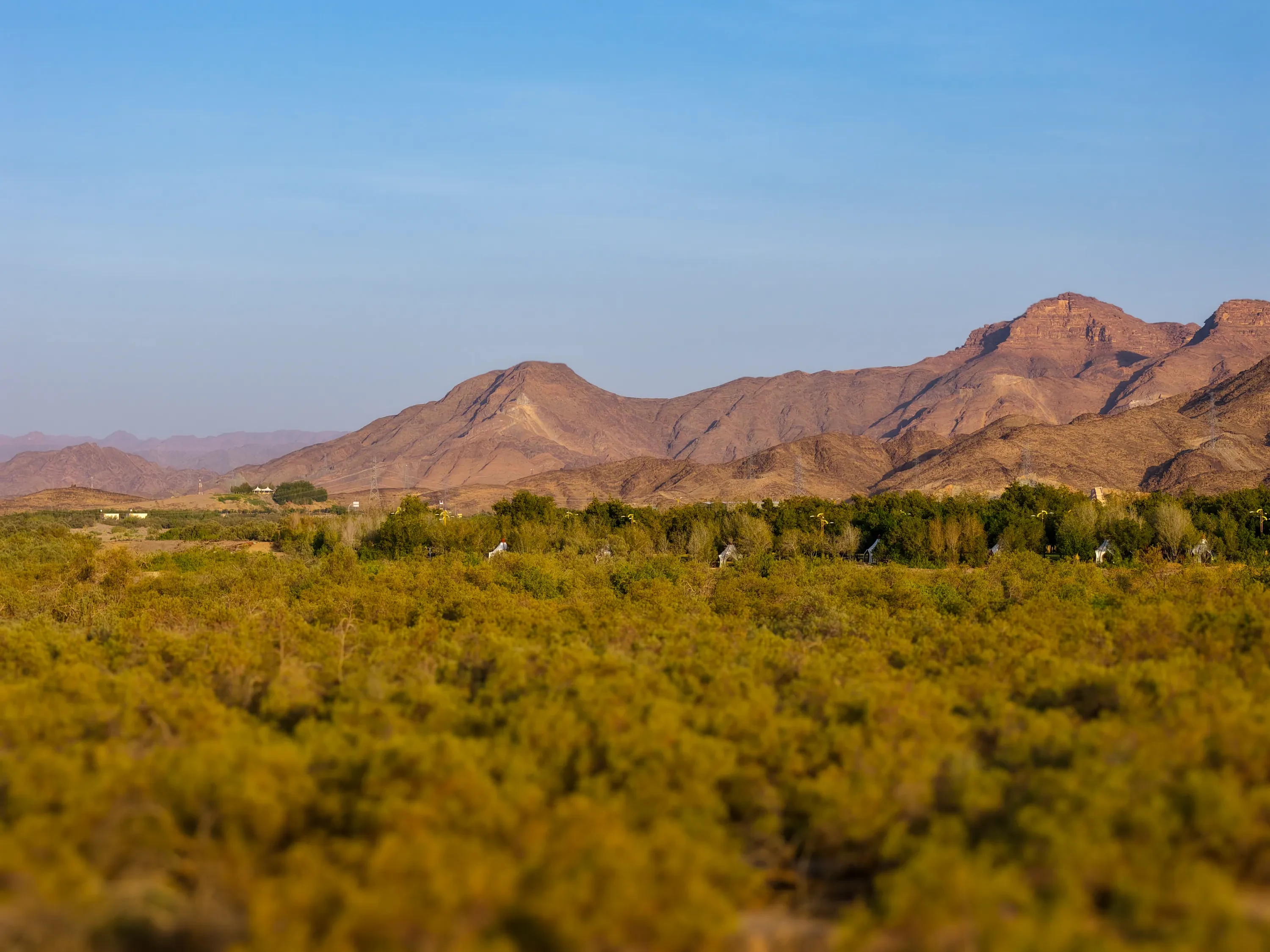 حبونا — الغطاء النباتي